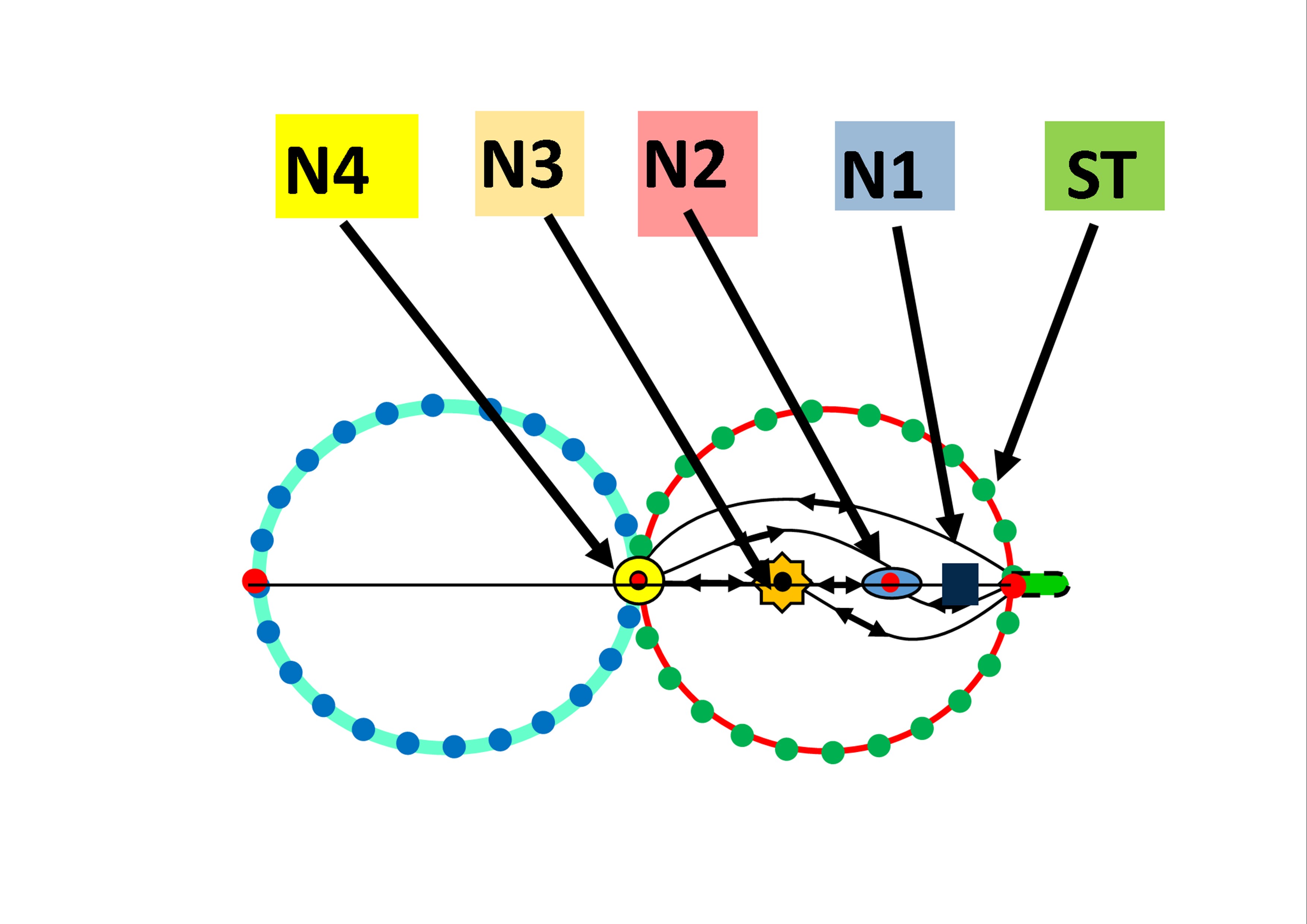 Nucleotoroide Corte por el Meridiano.jpg